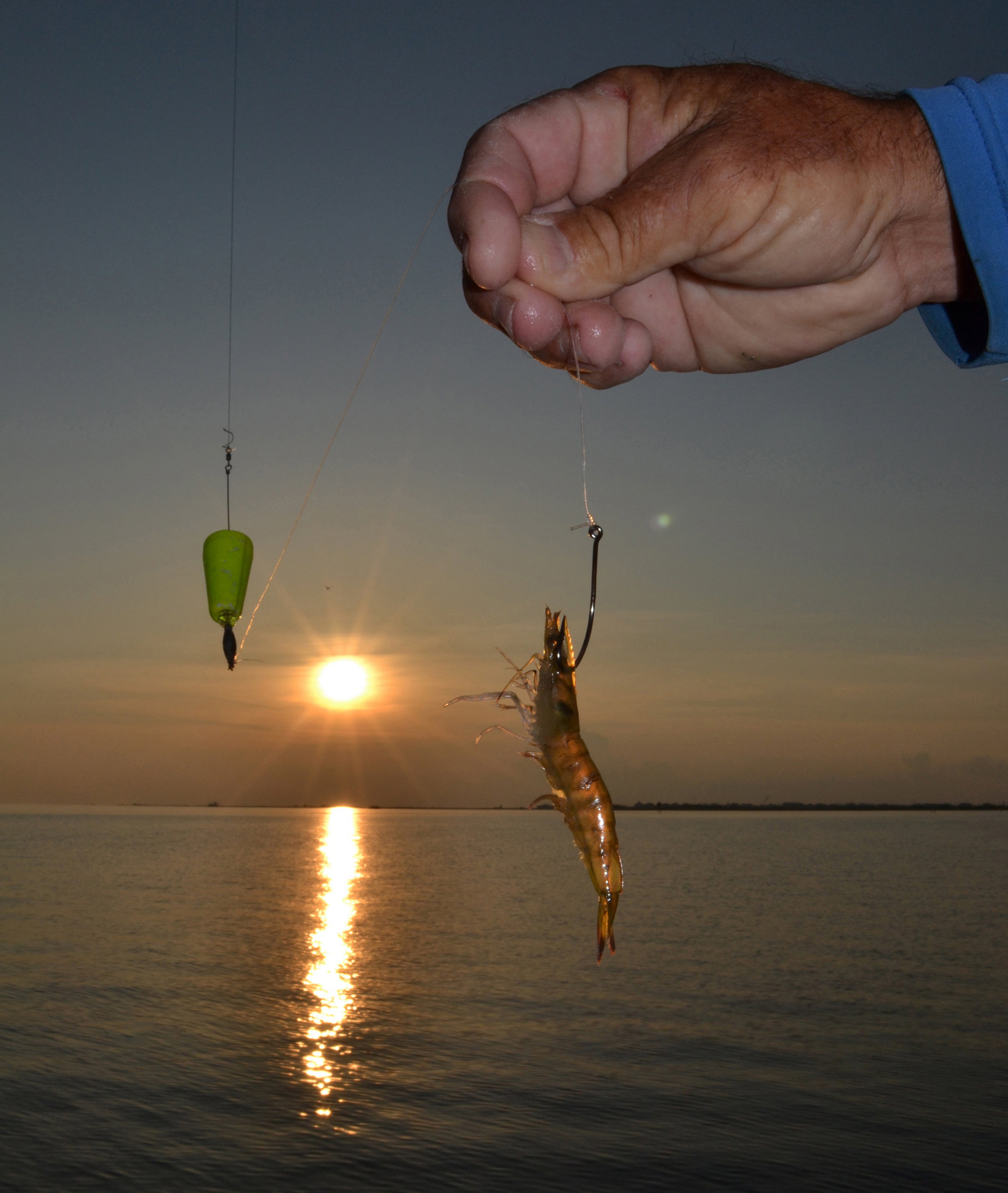 bait for bluefish