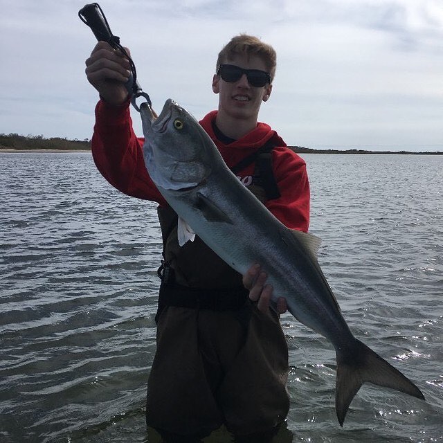 Learn About the Bluefish – Fishing
