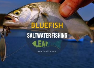 bluefish fishing