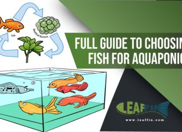 How to choose fish for aquaponics