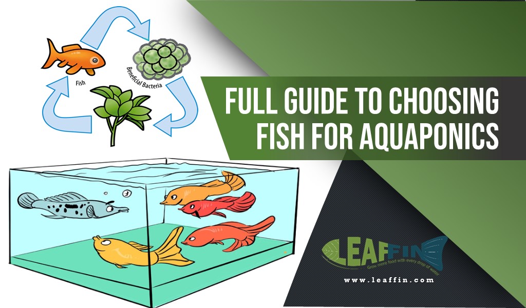 How to choose fish for aquaponics