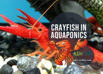 crayfish in aquaponics