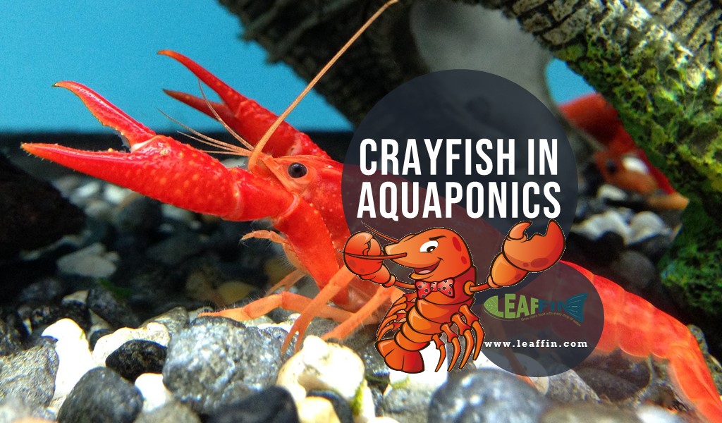 crayfish in aquaponics