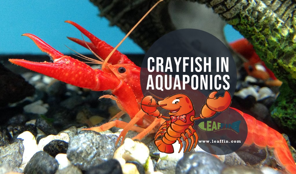 Breeding Australian red claw in tanks - Freshwater Crayfish