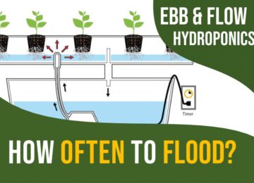 ebb and flow hydroponics watering schedule