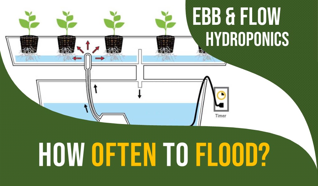 ebb and flow hydroponics watering schedule