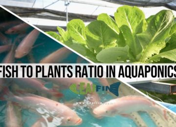 fish to plant ratio in aquaponics