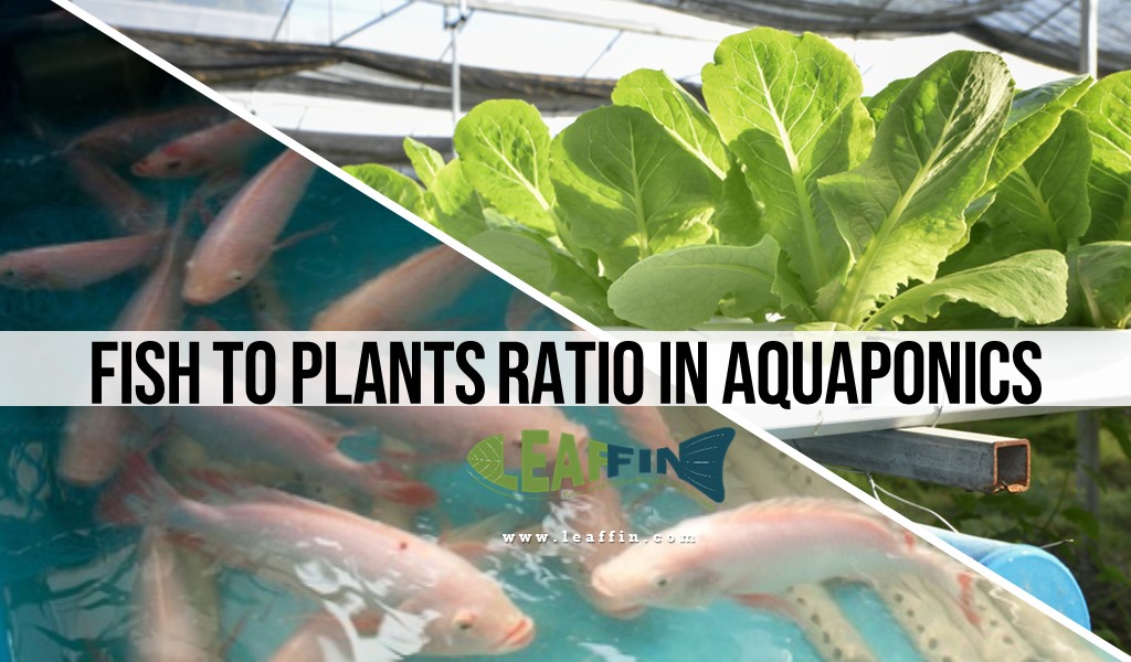 fish to plant ratio in aquaponics