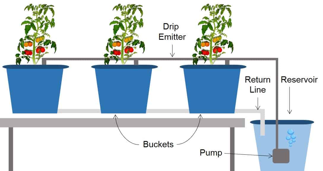 Dutch Bucket hydroponics Tomatoes