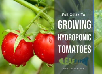 growing hydroponic tomato
