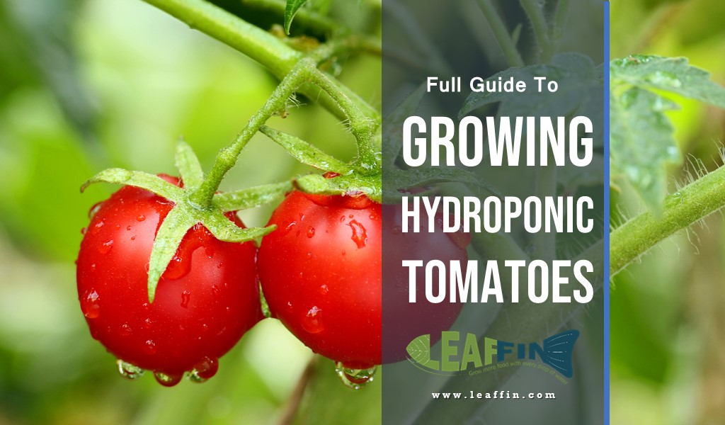 growing hydroponic tomato