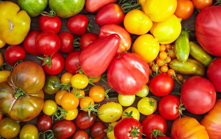 best hydroponics tomato variety