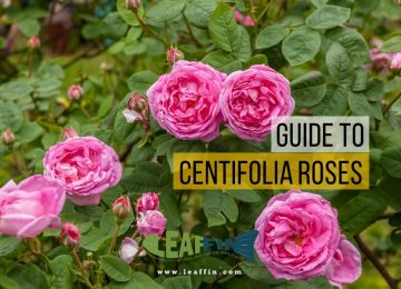 Centifolia Roses