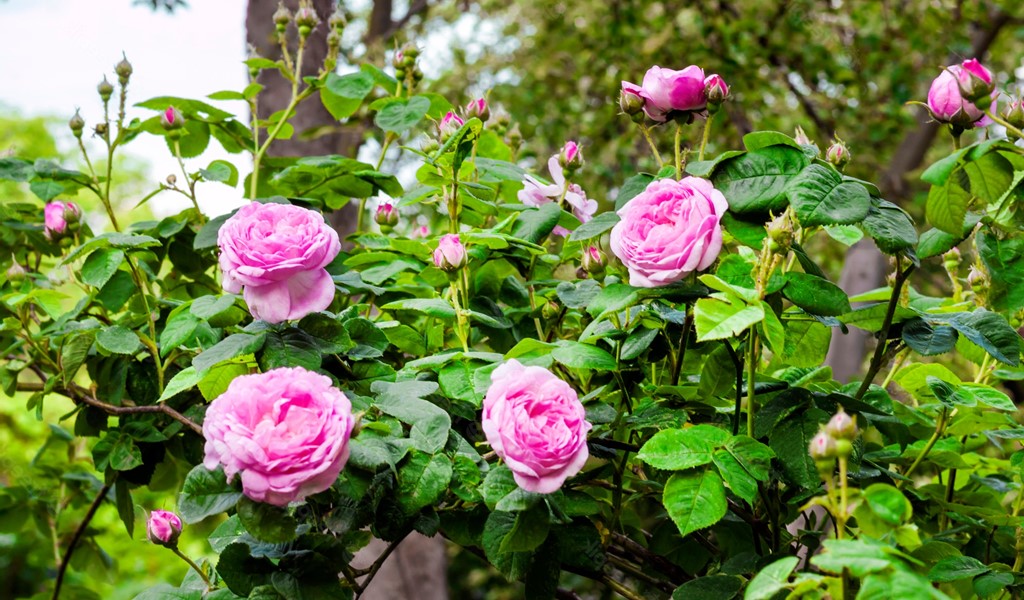 Centifolia Roses blooming in garden