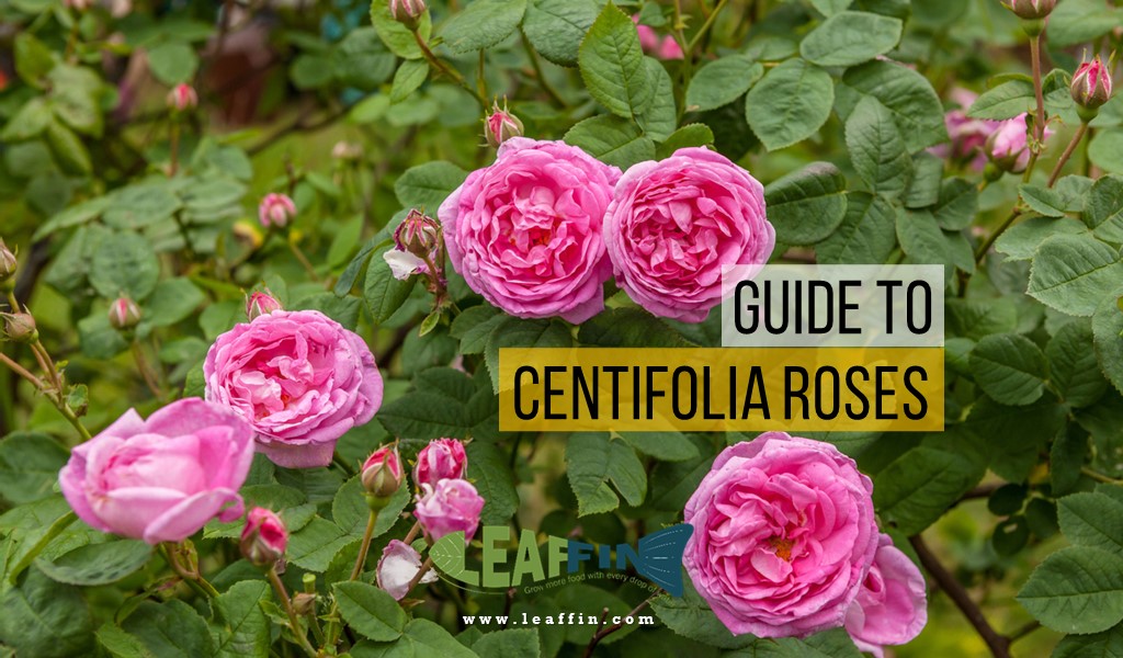 Centifolia Roses