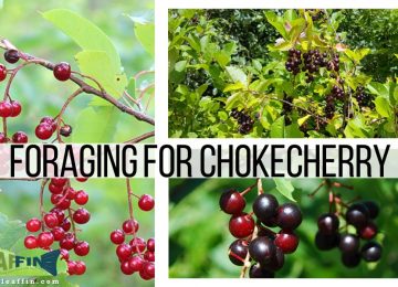 Foraging for Chokecherry