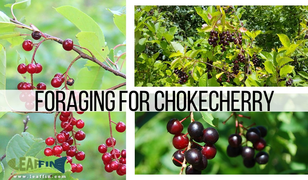 Foraging for Chokecherry