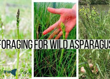 Foraging for Wild Asparagus