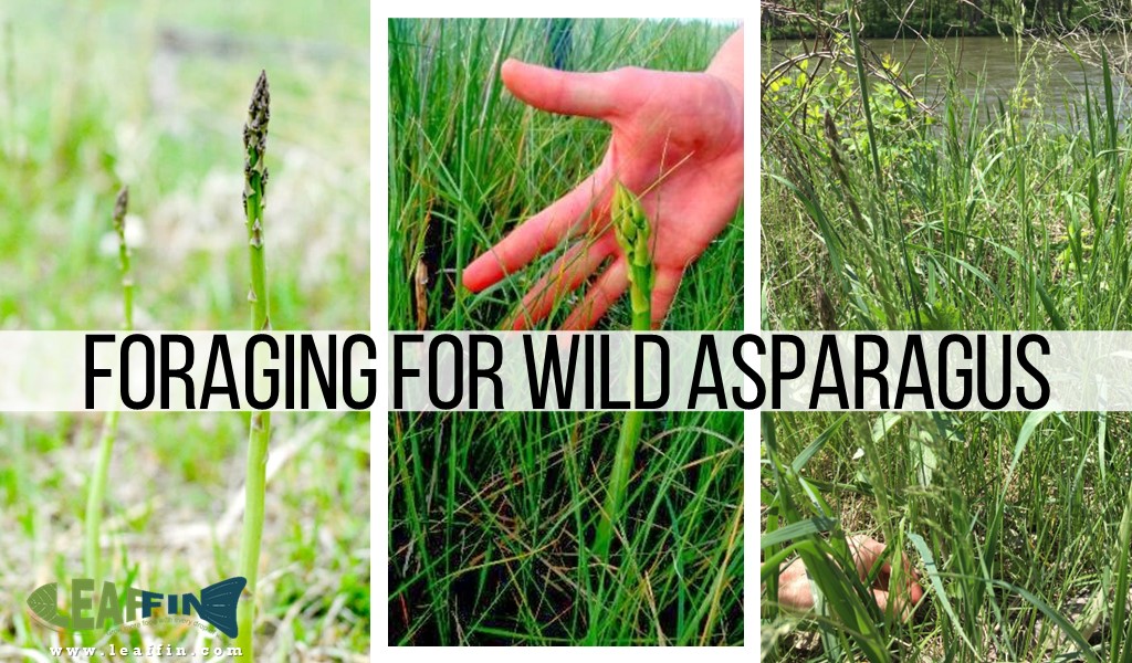 Foraging for Wild Asparagus