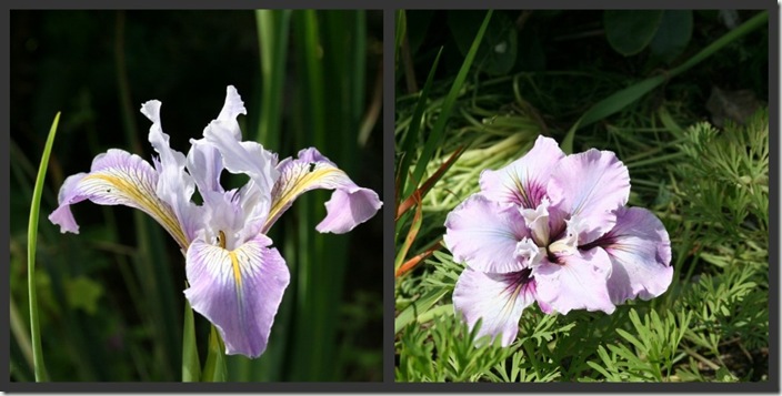 a Douglas iris in its natural state and a new floofy one.