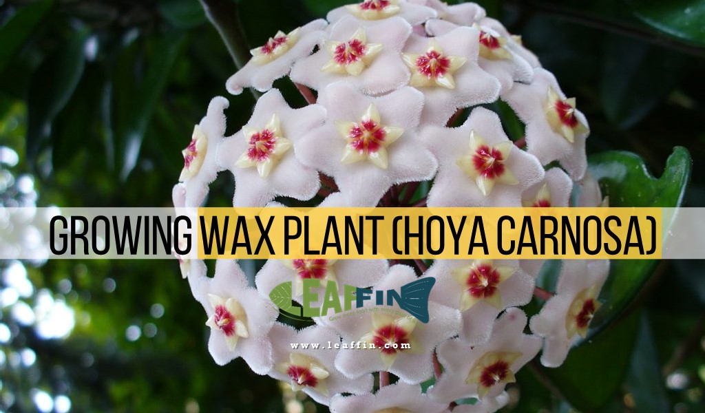 Wax Plant (Hoya Carnosa) care guide
