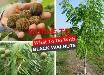 What to do with black walnuts