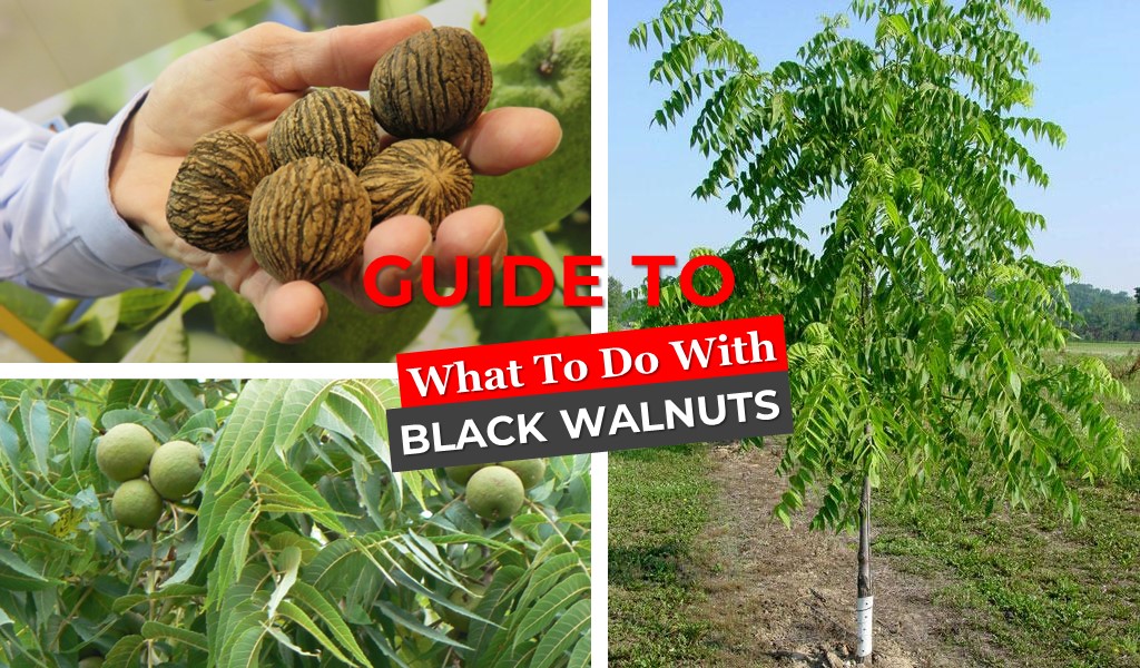 What to do with black walnuts