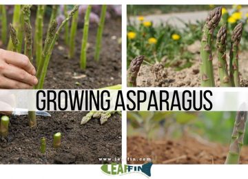 growing asparagus