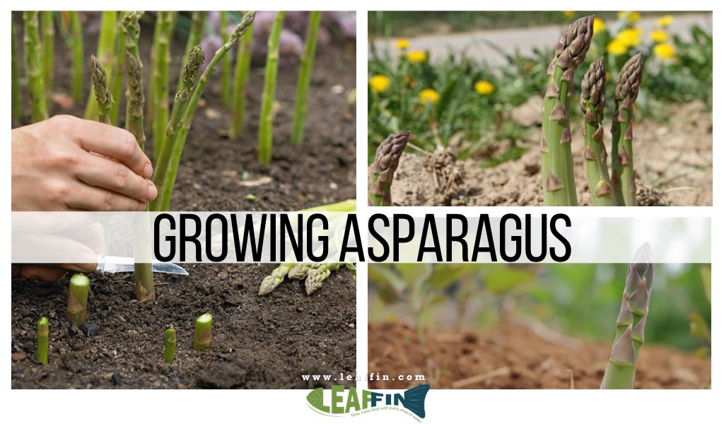 growing asparagus