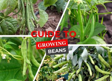 guide to growing beans