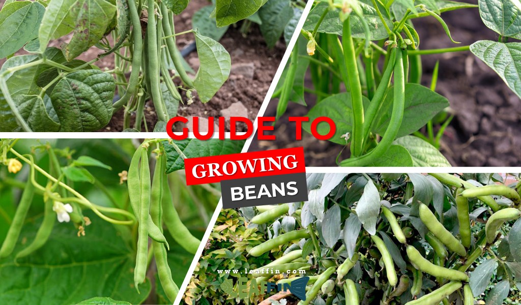 guide to growing beans