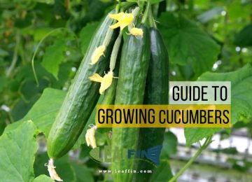 Extensive guide to growing cucumbers from seed or transplant, in the garden or in a containers, how to harvest, increasing your harvest, and more.