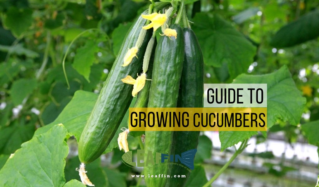 Extensive guide to growing cucumbers from seed or transplant, in the garden or in a containers, how to harvest, increasing your harvest, and more.