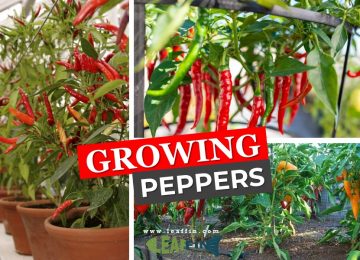 guide to growing peppers