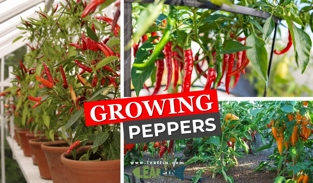 guide to growing peppers