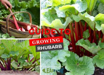 guide to growing rhubarb