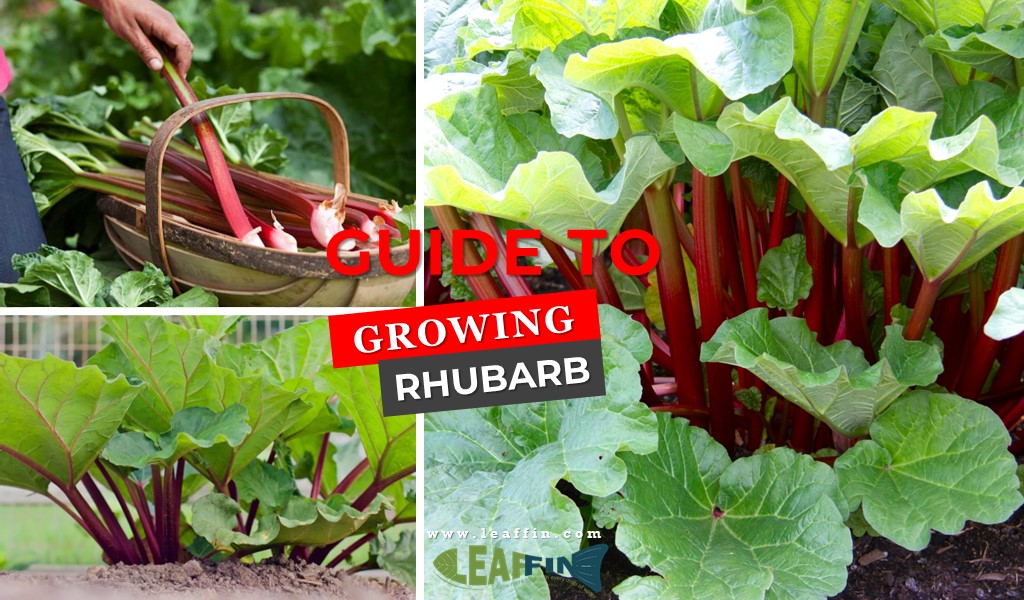 guide to growing rhubarb