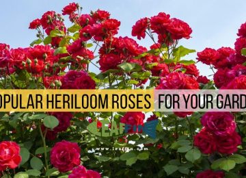 heriloom roses or your garden