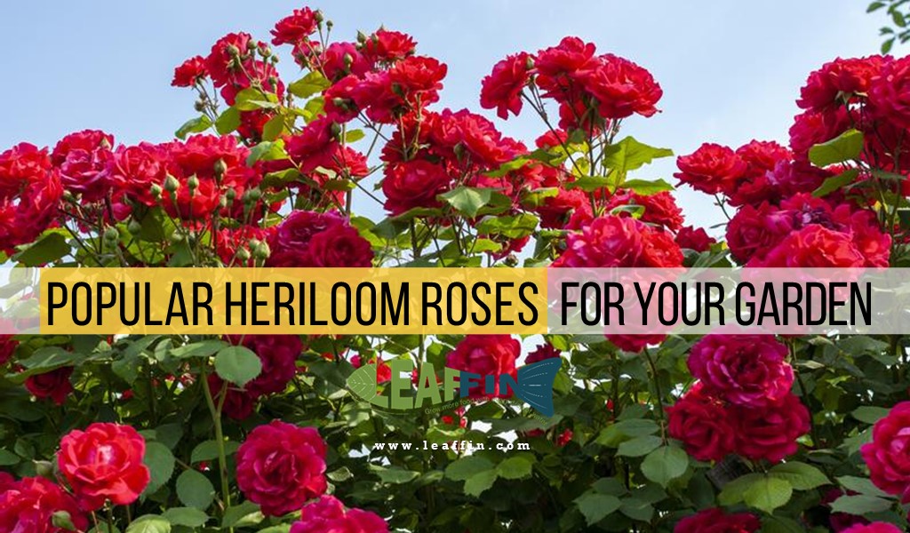 heriloom roses or your garden