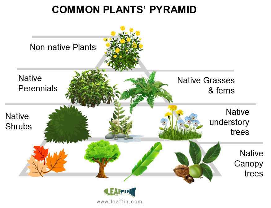 Native Plant Pyramid