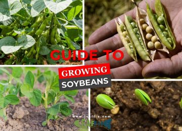 growing soybeans