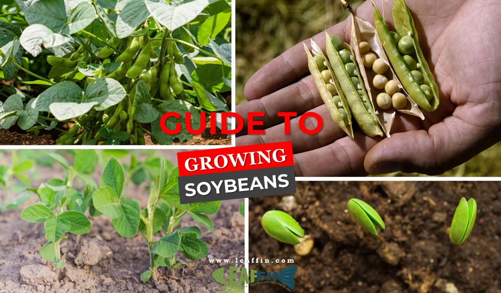 growing soybeans